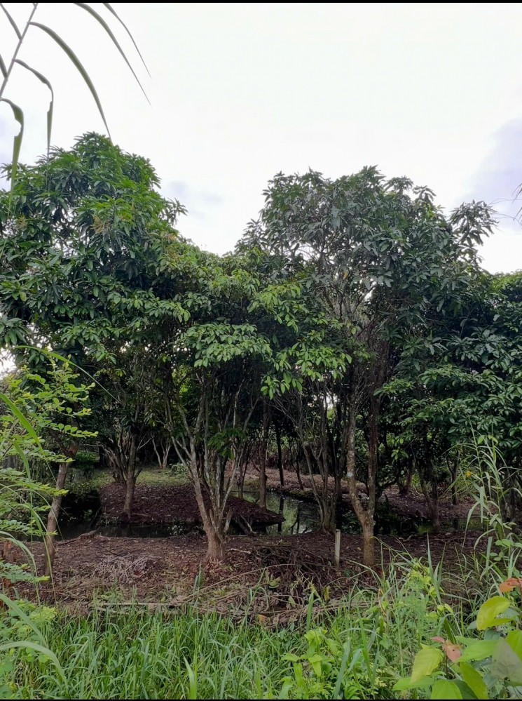 QUỸ ĐẤT LỚN GIÁ RẺ – PHÙ HỢP LÀM HOMESTAY MINI